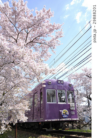 嵐電桜のトンネル 29888201