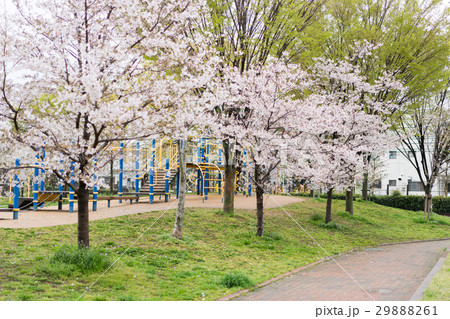 公園の桜 29888261