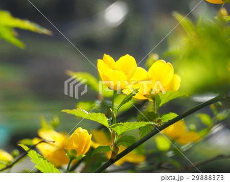 ヤマブキの花 29888373