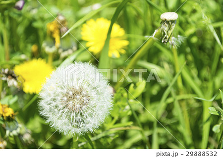 タンポポの綿毛 29888532