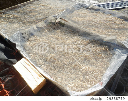 切干大根 29888759