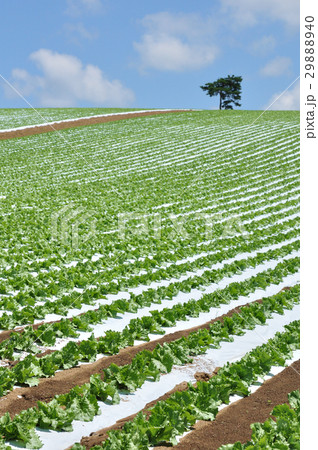レタス畑 レタス畑 29888940