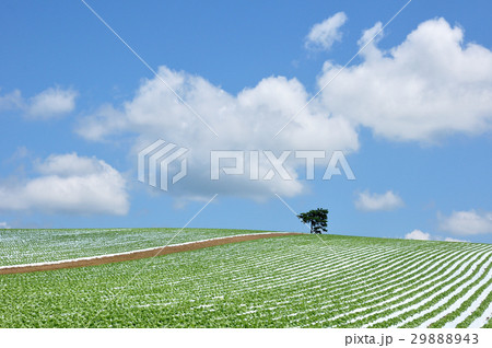 レタス畑 29888943