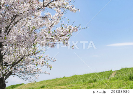 桜の花と土手 29888986