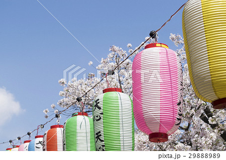 桜の花と提灯 桜の花と提灯 29888989