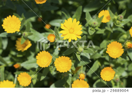 黄色いマーガレットの花の写真素材