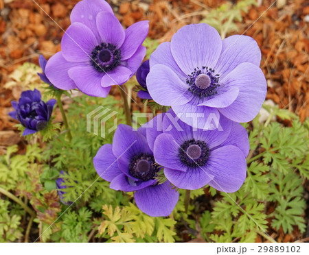 アネモネ花 紫色の写真素材