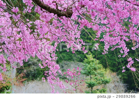 枝垂桜 29889266