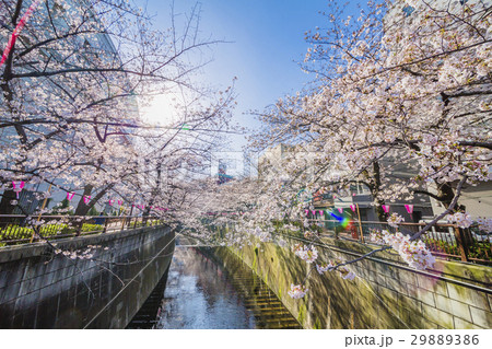東京の桜 東京の桜 29889386