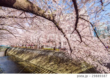 東京の桜 東京の桜 29889387