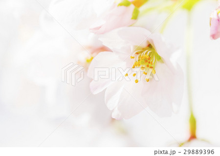 桜 桜 29889396