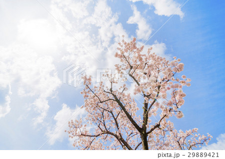 東京の桜 29889421