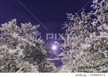 夜桜 29890471