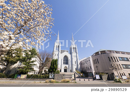 カトリック布池教会と木蓮 カトリック布池教会と木蓮 29890529