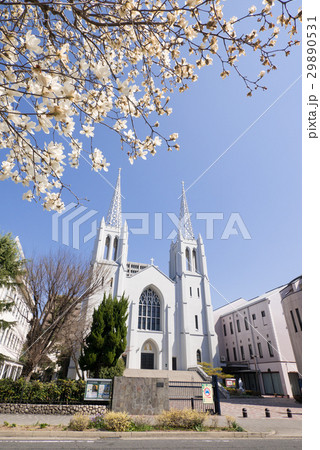 カトリック布池教会と木蓮 カトリック布池教会と木蓮 29890531