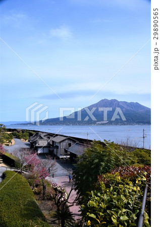 仙巌園の春 29890565