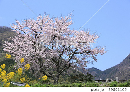 上灘_桜 上灘_桜 29891106