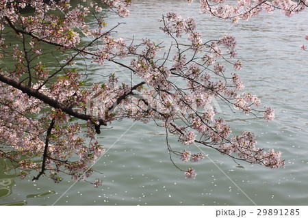 水辺の桜 水辺の桜 29891285