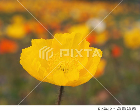 黄色のポピー 29891999