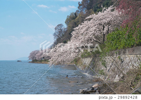 海津大崎の桜 29892428