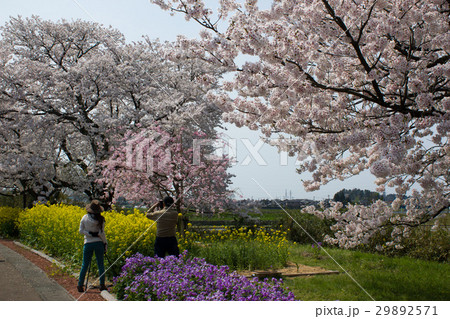 う川古代桜 う川古代桜 29892571
