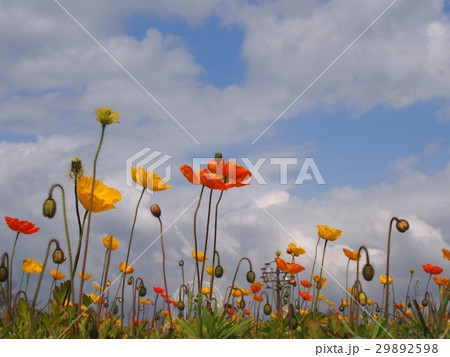 ポピーと綺麗な空 29892598