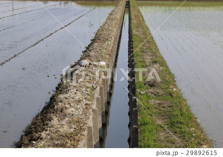 左、田植え前 右、田植え後の水田 左、田植え前 右、田植え後の水田 29892615
