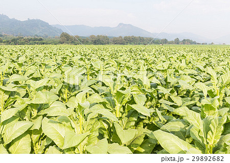 Field of Nicotiana tabacum Field of Nicotiana tabacum 29892682