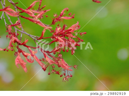 楓の春の若葉と蕾に花 29892919