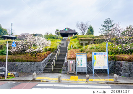 柴又公園の丘 柴又公園の丘 29893137