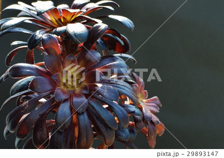 黒法師 黒法師 29893147