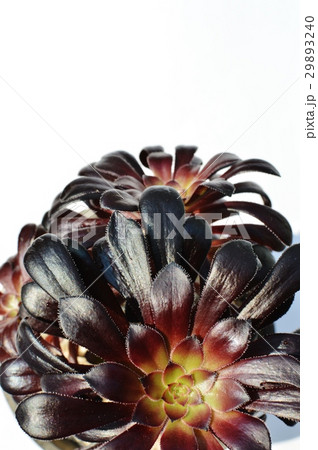 黒法師 黒法師 29893240