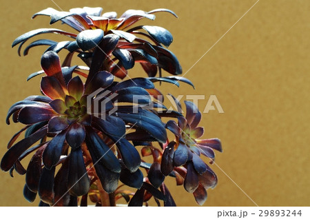 黒法師 黒法師 29893244