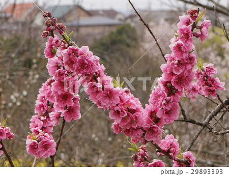 花桃の花　桃色　01 29893393