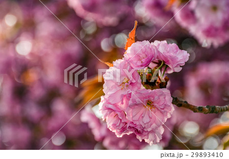 Sakura flower blossom in garden at springtime 29893410
