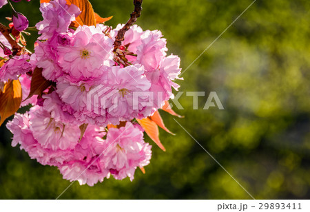 Sakura flower blossom in garden at springtime 29893411