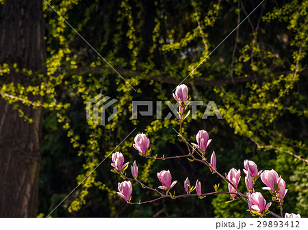 Magnolia flower blossom in spring Magnolia flower blossom in spring 29893412