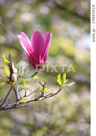 シモクレンの花 シモクレンの花 29893618