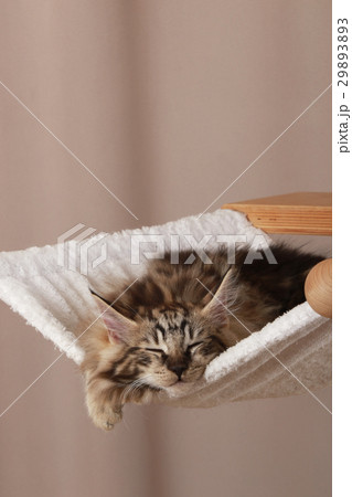 Norwegian forest cat on scratching post Norwegian forest cat on scratching post 29893893