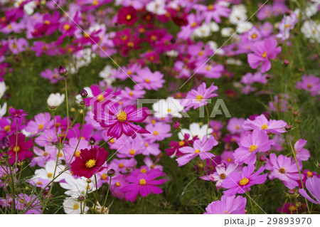 コスモス 29893970