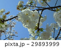 さくら 29893999
