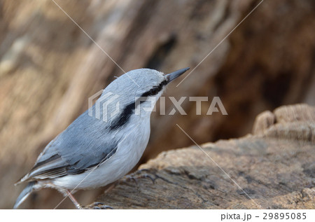 ゴジュウカラ 円山 ゴジュウカラ 円山 29895085