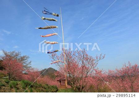 花桃と鯉のぼり 花桃と鯉のぼり 29895114