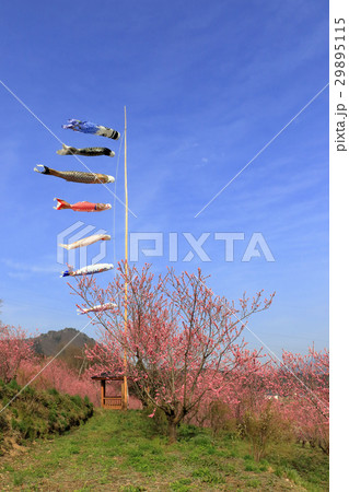 花桃と鯉のぼり 29895115