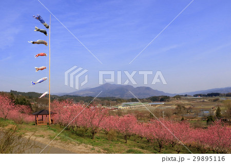 花の駅みのはら 花の駅みのはら 29895116