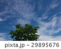 高原の木と空 29895676