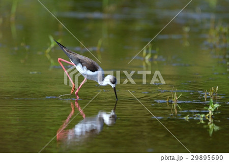 セイタカシギ 29895690