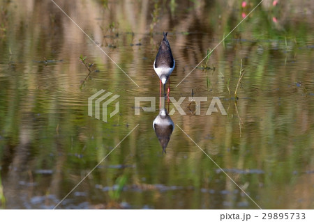セイタカシギ 29895733