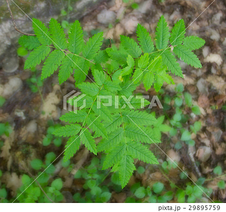 green bush alone in the forest with curly leaves 29895759
