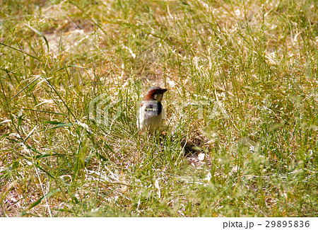 young small gray brown sparrow in the high 29895836